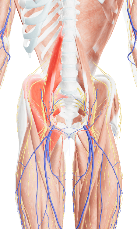 3D anatomical heatmap showing a gluteus maximus injury with kinetic chain predictions highlighting at-risk structures
